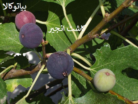کاشت انجیر در قم